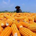 Aneka Makanan Khas Pulau Moa